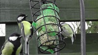 GREAT TITS ON THE FAT BALLS